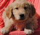 Golden Retriever Puppies for sale in Fresno, CA 93726, USA. price: $400