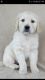 Golden Retriever Puppies for sale in Mt Eaton, OH, USA. price: NA