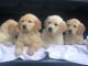 Golden Retriever Puppies for sale in Pasadena, TX, USA. price: NA