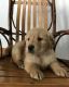 Golden Retriever Puppies for sale in Alabaster, AL, USA. price: $500