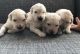 Golden Retriever Puppies for sale in Columbus, OH, USA. price: NA