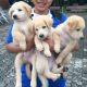 Golden Retriever Puppies for sale in CA-111, Calexico, CA, USA. price: NA