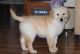 Golden Retriever Puppies for sale in Marysville, MI, USA. price: NA
