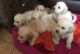 Golden Retriever Puppies for sale in Jacksonville, FL, USA. price: NA