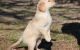 Golden Retriever Puppies for sale in Columbus, MS, USA. price: NA