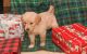Golden Retriever Puppies for sale in Austin, TX, USA. price: $500