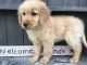 Golden Retriever Puppies for sale in Millersburg, OH 44654, USA. price: $400