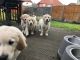 Golden Retriever Puppies for sale in 1500 South, US-91, Logan, UT 84321, USA. price: NA