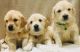 Golden Retriever Puppies for sale in Indianapolis, IN, USA. price: NA