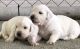 Golden Retriever Puppies for sale in Russell Springs, KY 42642, USA. price: NA