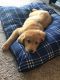 Golden Retriever Puppies for sale in Kissimmee, FL, USA. price: $2,500