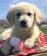 Golden Retriever Puppies for sale in Port Huron, MI, USA. price: NA