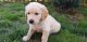 Golden Retriever Puppies for sale in NJ-17, North Arlington, NJ, USA. price: NA