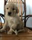 Golden Retriever Puppies for sale in Polvadera, NM 87828, USA. price: NA