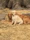 Golden Retriever Puppies for sale in Capac, MI 48014, USA. price: NA