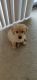 Golden Retriever Puppies for sale in Farmington Hills, MI, USA. price: $900