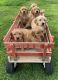 Golden Retriever Puppies for sale in Chesterfield Township, MI, USA. price: NA