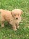 Golden Retriever Puppies for sale in Coloma, MI 49038, USA. price: NA