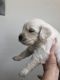 Golden Retriever Puppies for sale in Levittown, NY 11756, USA. price: NA