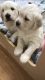 Golden Retriever Puppies for sale in Levittown, NY 11756, USA. price: $800