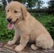 Golden Retriever Puppies for sale in Schell City, MO 64783, USA. price: $500