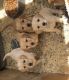 Golden Retriever Puppies for sale in Twin Falls, ID, USA. price: NA