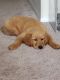 Golden Retriever Puppies for sale in Snellville, GA, USA. price: NA