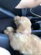Golden Retriever Puppies for sale in Plano, TX, USA. price: NA