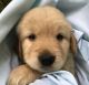Golden Retriever Puppies for sale in Great Valley, NY 14741, USA. price: NA