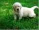 Golden Retriever Puppies for sale in Decatur, GA 30030, USA. price: NA