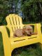 Golden Retriever Puppies for sale in Pine River, MN, USA. price: $950
