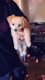 Golden Retriever Puppies for sale in Chandler, AZ, USA. price: NA