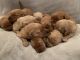 Golden Retriever Puppies for sale in Crane, MO 65633, USA. price: NA
