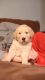 Golden Retriever Puppies for sale in Carteret, NJ, USA. price: NA