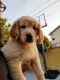 Golden Retriever Puppies for sale in Studio City, Los Angeles, CA, USA. price: NA