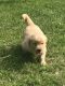 Golden Retriever Puppies for sale in West Unity, OH 43570, USA. price: NA