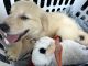 Golden Retriever Puppies for sale in Simpsonville, SC, USA. price: NA