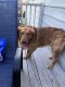 Golden Retriever Puppies for sale in North Plainfield, NJ, USA. price: $1,500