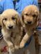 Golden Retriever Puppies for sale in Santa Ana, CA, USA. price: $750
