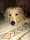 Golden Retriever Puppies for sale in West Haven, CT 06516, USA. price: $1,500