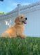Golden Retriever Puppies for sale in 13 Jones St, West Haven, CT 06516, USA. price: NA