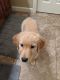 Golden Retriever Puppies for sale in Grapevine, TX 76051, USA. price: $900
