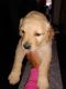 Golden Retriever Puppies for sale in Grant, MI 49327, USA. price: $800