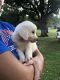 Golden Retriever Puppies for sale in Durant, OK, USA. price: NA