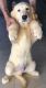 Golden Retriever Puppies for sale in N State Hwy 59, Merced, CA 95348, USA. price: NA