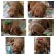 Golden Retriever Puppies for sale in Sycamore, OH 44882, USA. price: $800