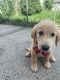 Golden Retriever Puppies for sale in Kearny, NJ, USA. price: NA