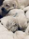 Golden Retriever Puppies for sale in Black River, MI 48721, USA. price: NA