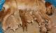 Golden Retriever Puppies for sale in Richmond, TX, USA. price: $1,000