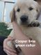 Golden Retriever Puppies for sale in Grant, MI 49327, USA. price: $700